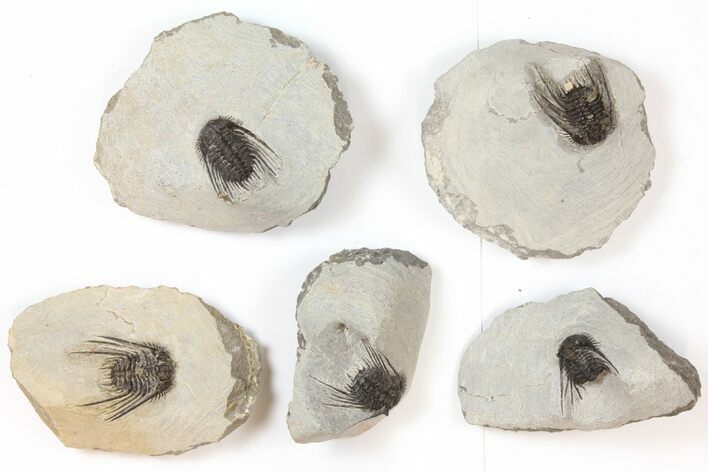 Lot: Spiny Leonaspis Trilobites - Pieces #134116